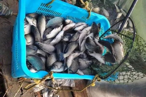 養(yǎng)鯽魚用粵海肝腸舒,好效果看得見(jiàn)