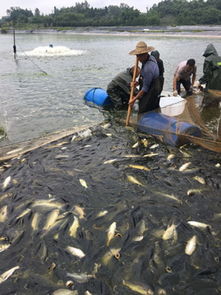 四川邛崍市南寶山水產養殖邁向品牌化