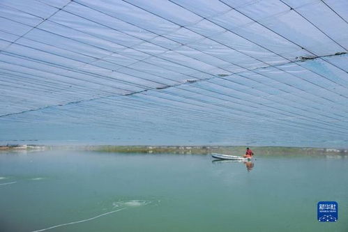 春季水產(chǎn)養(yǎng)殖 育苗忙