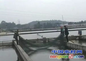 楊國明 內循環(huán)養(yǎng)殖創(chuàng)造水產品高產奇跡