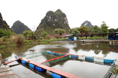 柳江區(qū):鱸魚養(yǎng)殖新模式 激活鄉(xiāng)村振興新產業(yè)