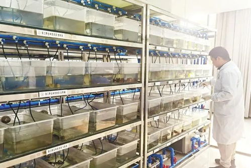 潛江龍蝦 為湖北農(nóng)產(chǎn)品走向全國(guó) 邁向世界扛旗打樣