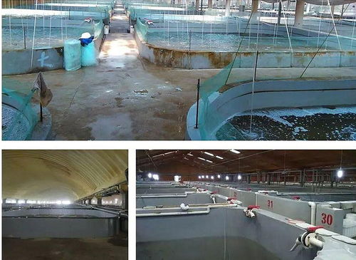 工廠(chǎng)化循環(huán)水產(chǎn)養(yǎng)殖系統(tǒng)