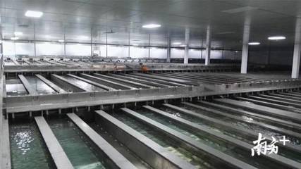 &ldquo;佛山品質(zhì)&rdquo;調(diào)研|你排號(hào)排到流淚的太二酸菜魚,來自這個(gè)&ldquo;鱸魚大王&rdquo;