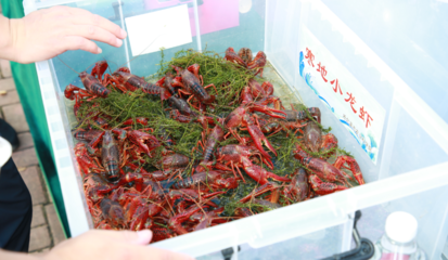 2024哈爾濱寒地小龍蝦產(chǎn)業(yè)發(fā)展大會(huì)啟幕