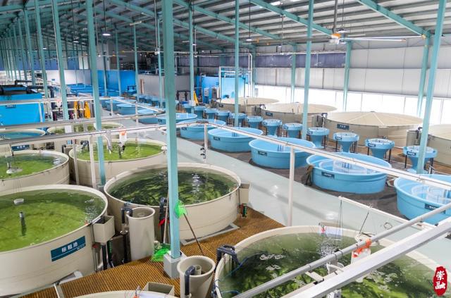 崇明有個神奇的&ldquo;璞葉小鎮&rdquo;