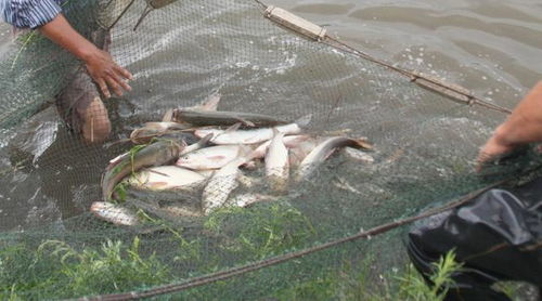 疫情期間如何做好育苗養殖防病運輸 農業農村部發布 春季水產養殖技術操作指南