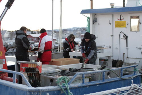 起底挪威三文魚養(yǎng)殖業(yè) 去年中國多吃了1倍,養(yǎng)殖場被批像化學(xué)工廠