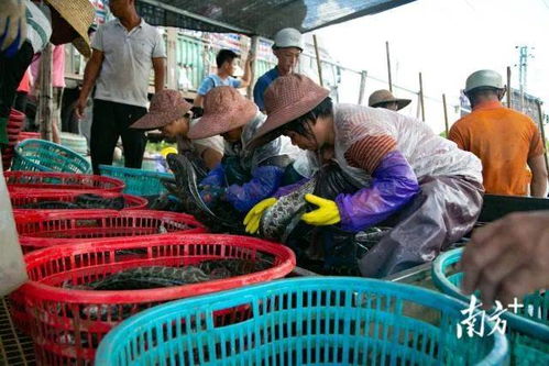 生猛 這條魚開始全面上漲 一尾魚為廣東一個鎮創收9億元