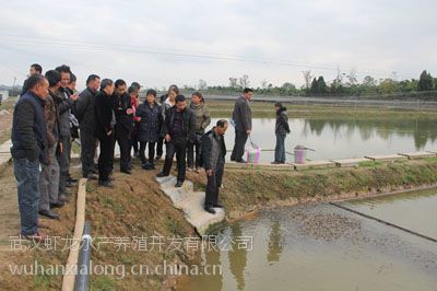 【*來(lái)武漢蝦龍水產(chǎn)養(yǎng)殖開發(fā)開展龍蝦養(yǎng)殖技術(shù)研發(fā)工作圖片】*來(lái)武漢蝦龍水產(chǎn)養(yǎng)殖開發(fā)開展龍蝦養(yǎng)殖技術(shù)研發(fā)工作