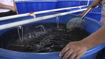 襄陽養殖淡水蝦要多少資金到哪可以學養殖技術 新興可加盟