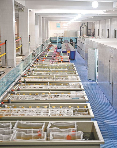 做強(qiáng)水產(chǎn)種業(yè)廈門芯 推動漁業(yè)高質(zhì)量發(fā)展