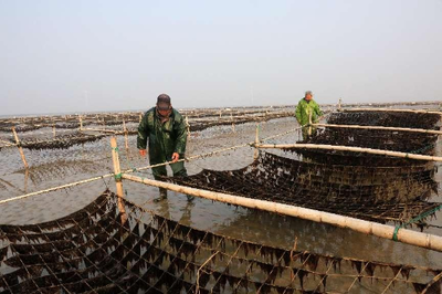 江蘇省農業農村廳 全省農業信息聯播 破難題、強加工、重銷售 如東條斑紫菜迎來新高峰