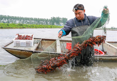 【新時代 新作為 新篇章】 &ldquo;一二三產&rdquo;深度融合 小龍蝦&ldquo;變身&rdquo;全面小康大產業