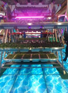 【記者觀察】信息技術(shù)的發(fā)展給傳統(tǒng)農(nóng)業(yè)帶來了怎樣的改變?