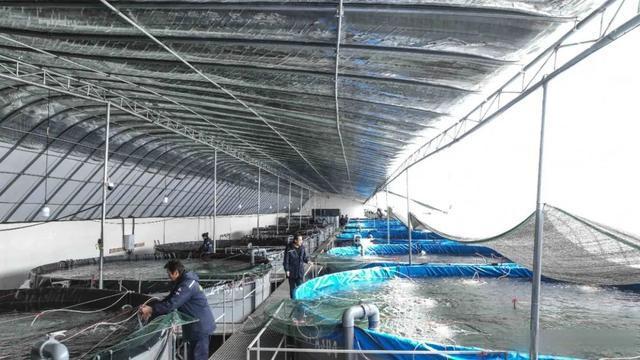 「組圖」張掖祁連山下富鍶白對蝦試養(yǎng)成功 首批4000斤&ldquo;新鮮&rdquo;上市