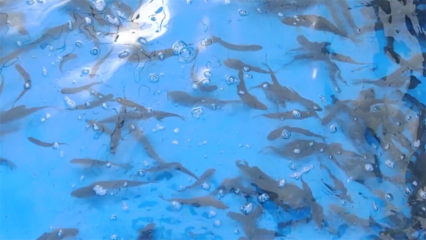 高原冷水魚(yú)&ldquo;游&rdquo;出致富新路徑