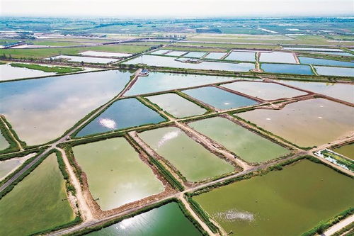 前進(jìn)農(nóng)場(chǎng)繪就 水上春耕圖