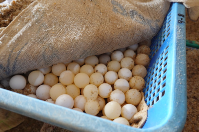 深耕水產(chǎn)養(yǎng)殖30年 闖出龜鱉產(chǎn)業(yè)富路子