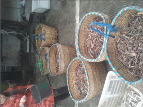 泥鰍養殖 泥鰍養殖技術之人工受精 內江市東興區盛豐水產養殖場 泥鰍養殖,水花泥鰍,存片泥鰍,養殖技術,商品泥鰍