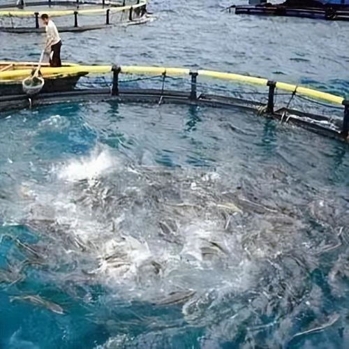 晶合物聯(lián) 智慧水產(chǎn)養(yǎng)殖技術(shù)驅(qū)動(dòng)產(chǎn)業(yè)升級(jí)，融合農(nóng)家樂(lè)休閑觀光服務(wù)