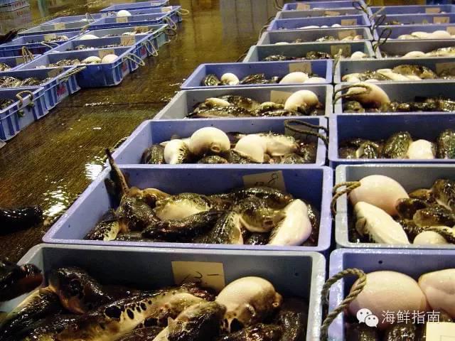 紅鰭東方鲀 美無度、禍無涯——水產養殖的雙刃劍