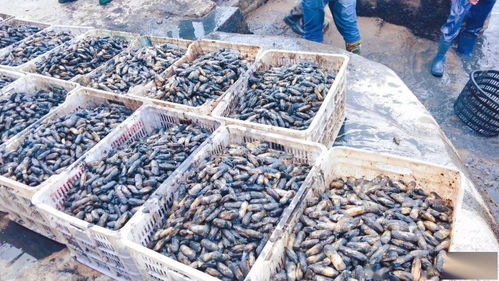 一畝地賺1.2萬 不斷學習先進技術，水產養殖增收增產之道