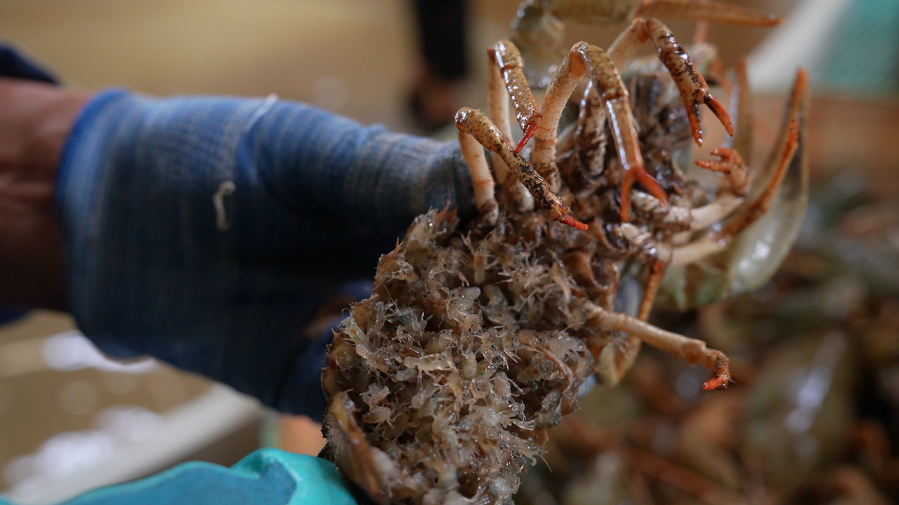 吉木乃縣窄螯螯蝦人工孵化成功 特色水產養殖與休閑觀光融合發展