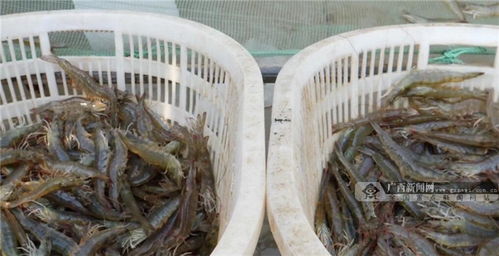 你笑起來真好看丨凝聚廣西人力量 奪取脫貧攻堅戰全面勝利 農家樂休閑觀光服務