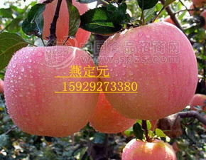 冷庫紅富士 批發市場里的價格優勢與招商新機遇